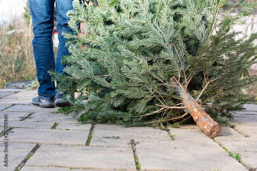 Collecte de sapins